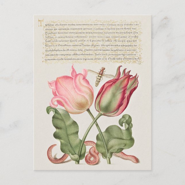 Postales de vacaciones de Ilustracion botánico vin (Anverso)