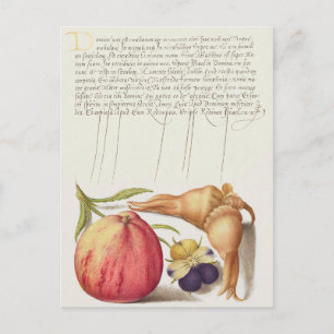 Postales de vacaciones de Ilustracion botánico vin
