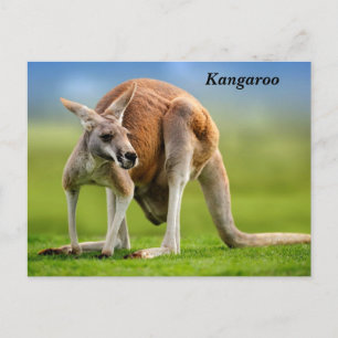 Postales de vacaciones de Kangaroo