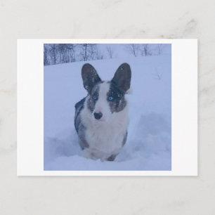 Postales de vacaciones de perro en la nieve