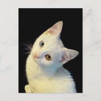 Postales de Van Kitten turcas blancas