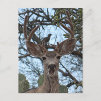 Postales de venado con opinión