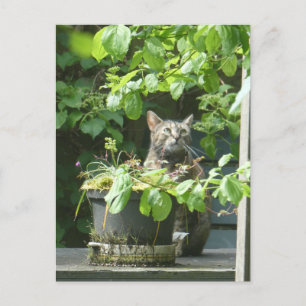 Postales de verano de gato para avistamiento de av