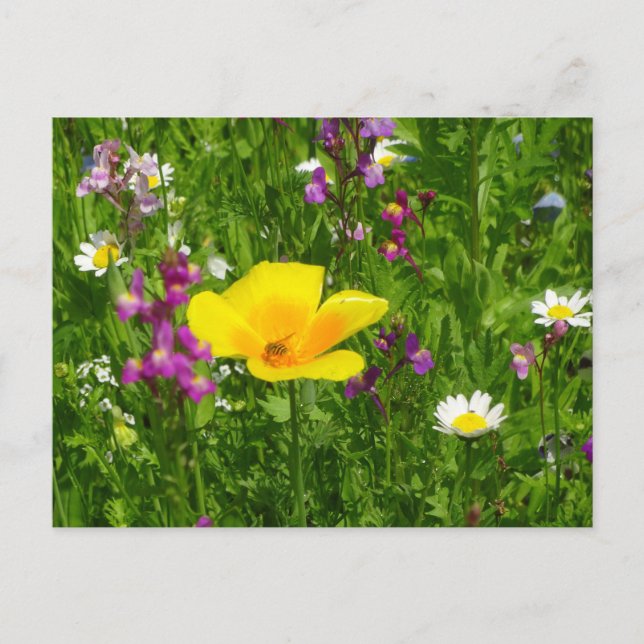 Postales de verano de las flores de verano (Anverso)