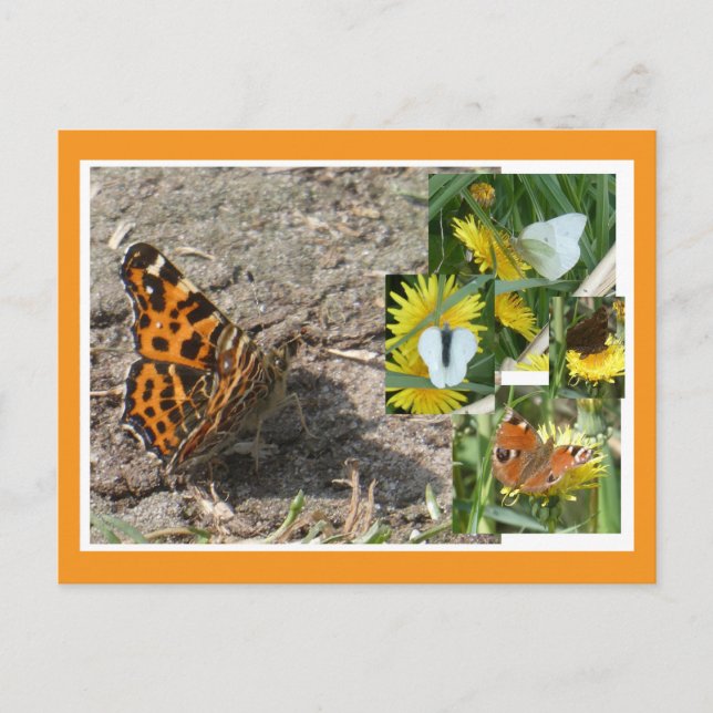Postales de verano holandesas de mariposas collage (Anverso)