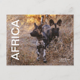 Postales de viaje de perros salvajes de África