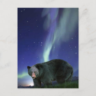 Postales de vida salvaje del OSO NEGRO
