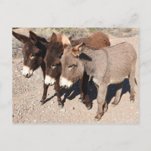Postales de vida silvestre, burros, burros