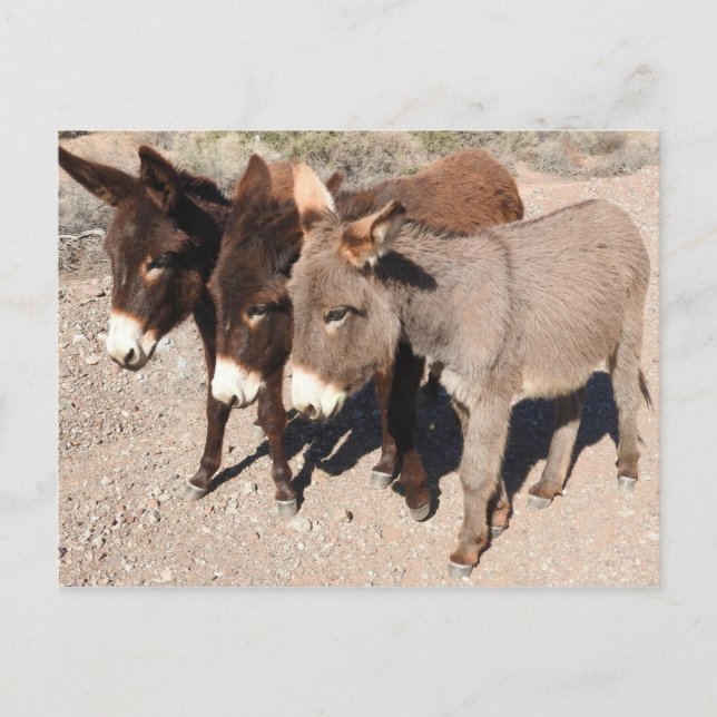 Postales de vida silvestre, burros, burros (Anverso)