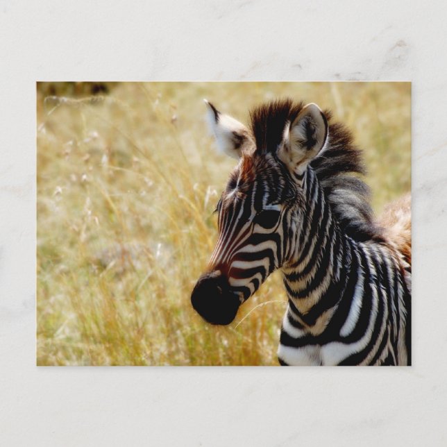 Postales de vida silvestre de Zebra Foal (Anverso)