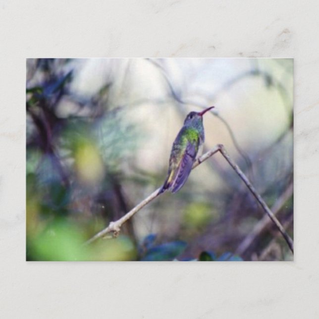 Postales de vientre (Anverso)