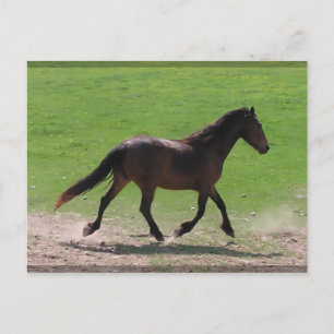 Postales de Warmblood