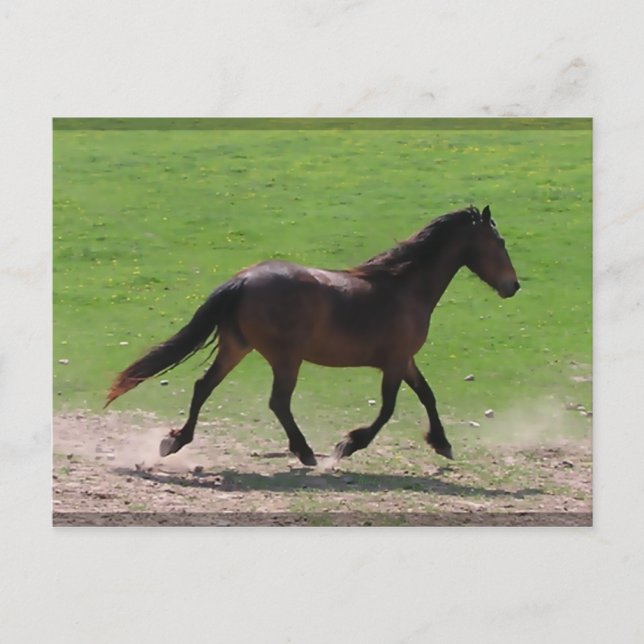 Postales de Warmblood (Anverso)