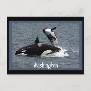 Postales de Washington Whales
