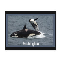 Postales de Washington Whales
