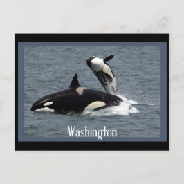 Postales de Washington Whales