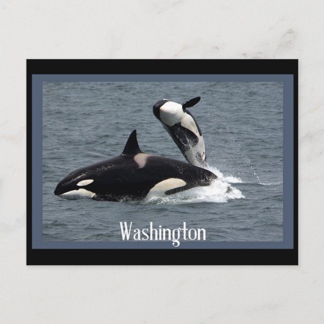 Postales de Washington Whales (Anverso)