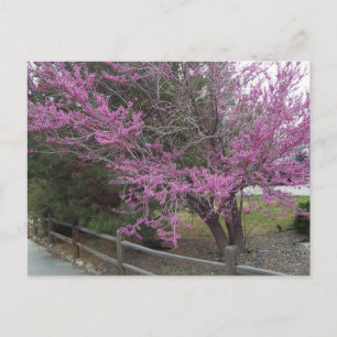 Postales de Western Redbud