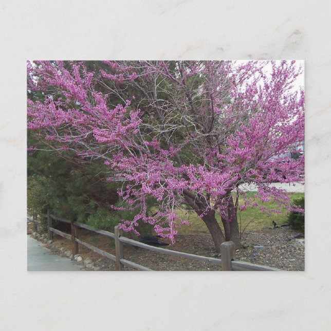 Postales de Western Redbud (Anverso)