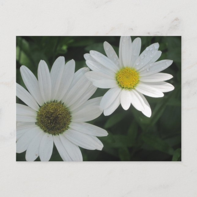 Postales de White Daisies (Anverso)