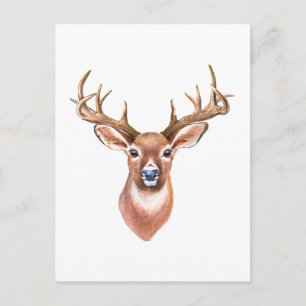 Postales de Whitetail Buck