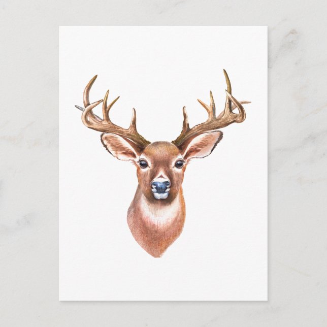 Postales de Whitetail Buck (Anverso)
