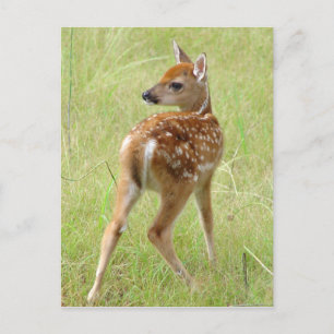 Postales de Whitetail Deer Fawn 6
