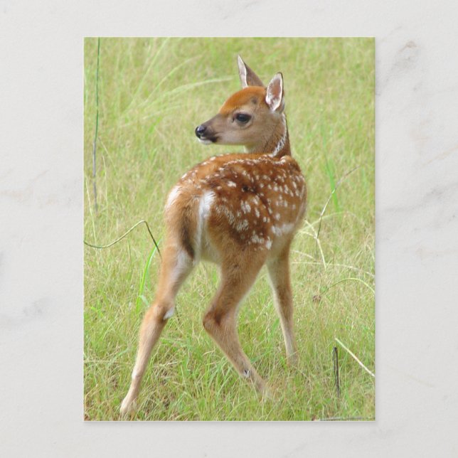 Postales de Whitetail Deer Fawn 6 (Anverso)
