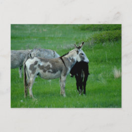 Postales de Wild Burros South Dakota