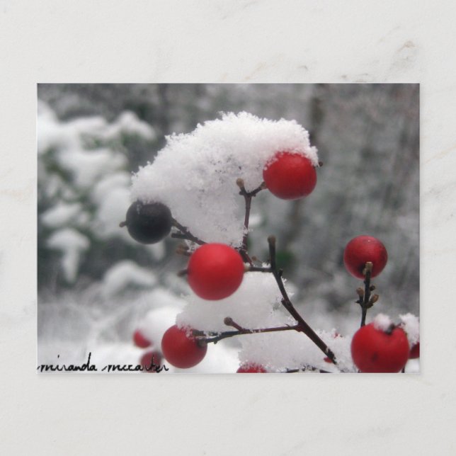 Postales de Winter Berries (Anverso)