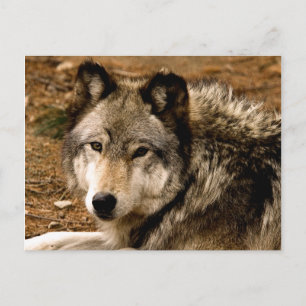Postales de Wolf 1630 de madera