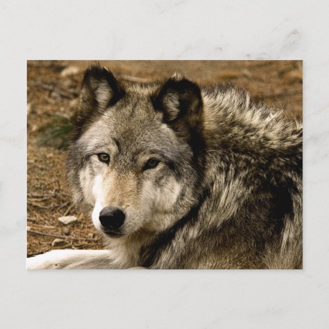 Postales de Wolf 1630 de madera (Anverso)