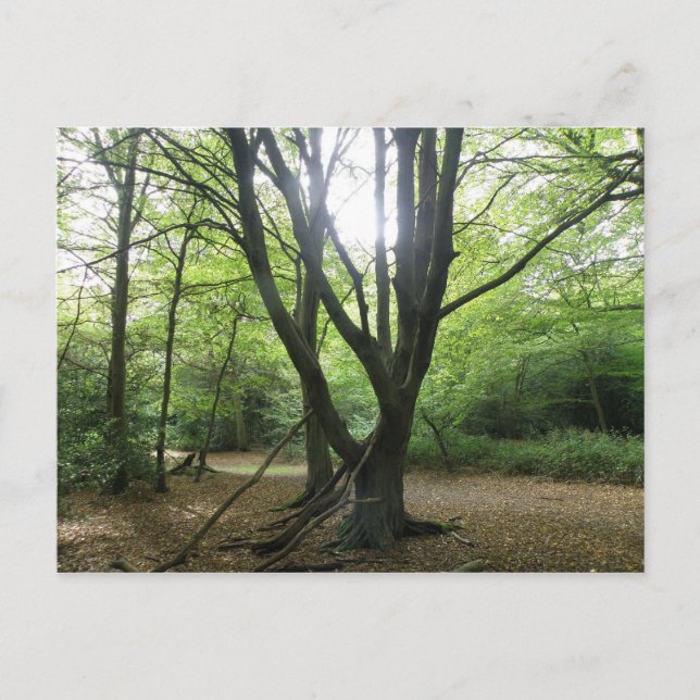 Postales de Woodland Sunshine (Anverso)