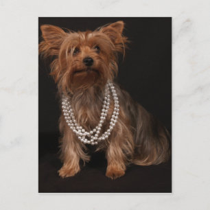 Postales de Yorkie Pearls