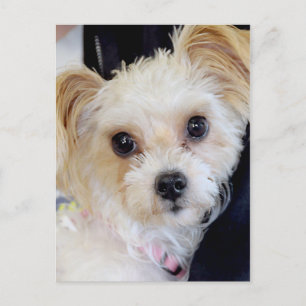 Postales de Yorkshire (Yorkie/Shih Tzu)