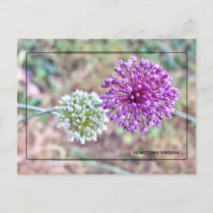 Postales de Yorktown Onion - Histórica Virginia