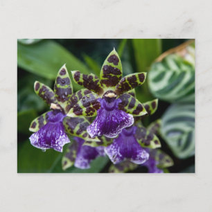 Postales de Zygopetalum Orchid