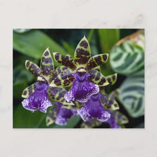 Postales de Zygopetalum Orchid (Anverso)