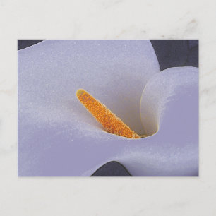 Postales del Colectivo de Arte Calla Lily