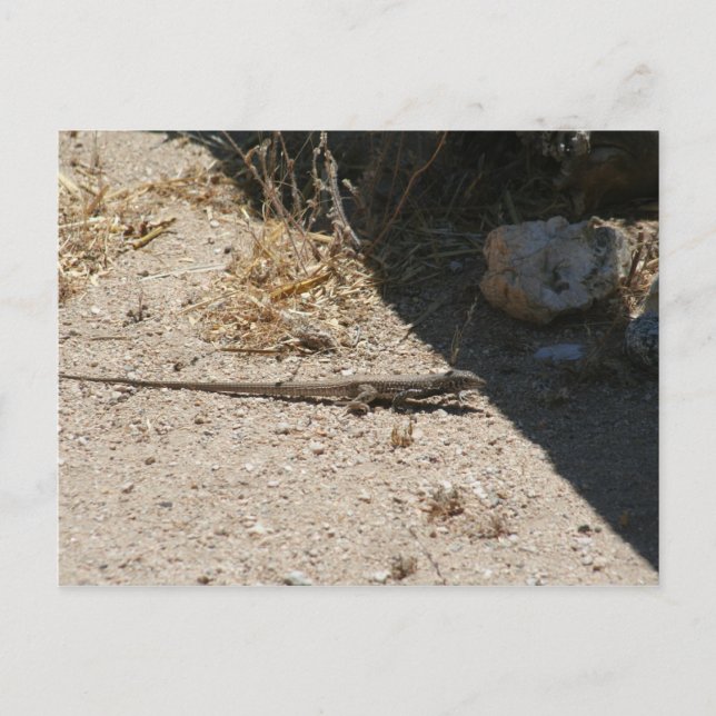 Postales del desierto de Lizard, Arizona (Anverso)