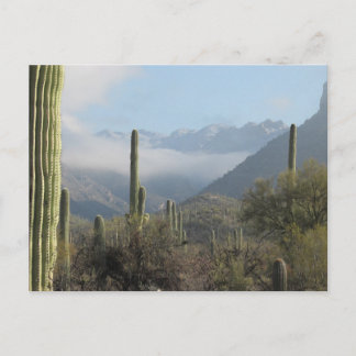 Postales del desierto de Tucson