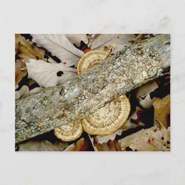 Postales del grupo de hongos Shelf (Anverso)