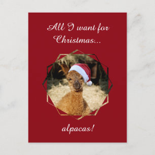 Postales del navidad de la alpaca
