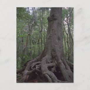 Postales del Personalizado de Artefactos Forestale