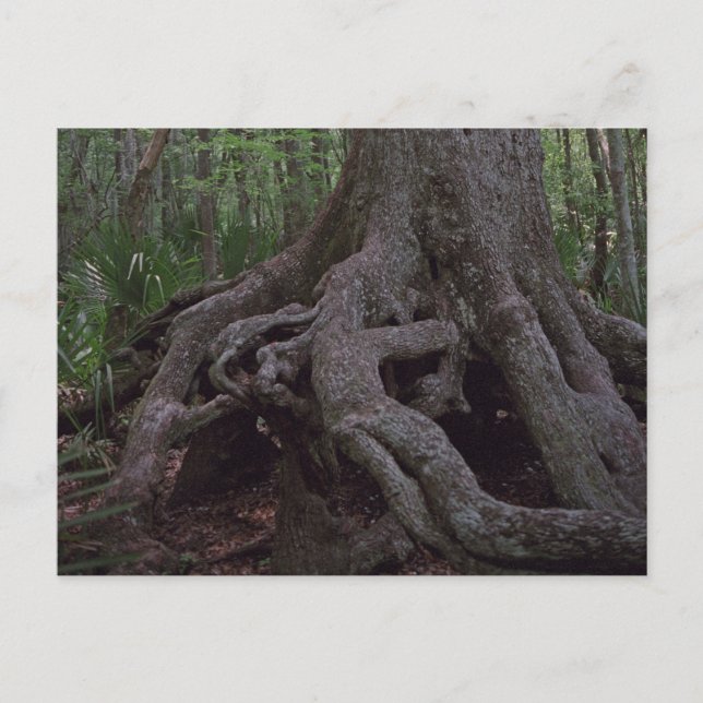 Postales del Personalizado de Artefactos Forestale (Anverso)