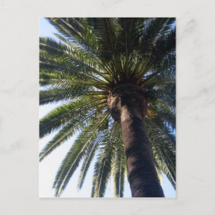 Postales del Personalizado de la playa de Palm Tre