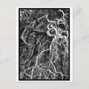 Postales desarraigadas