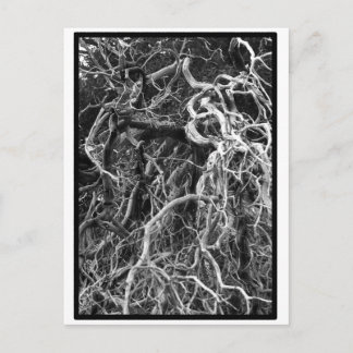 Postales desarraigadas