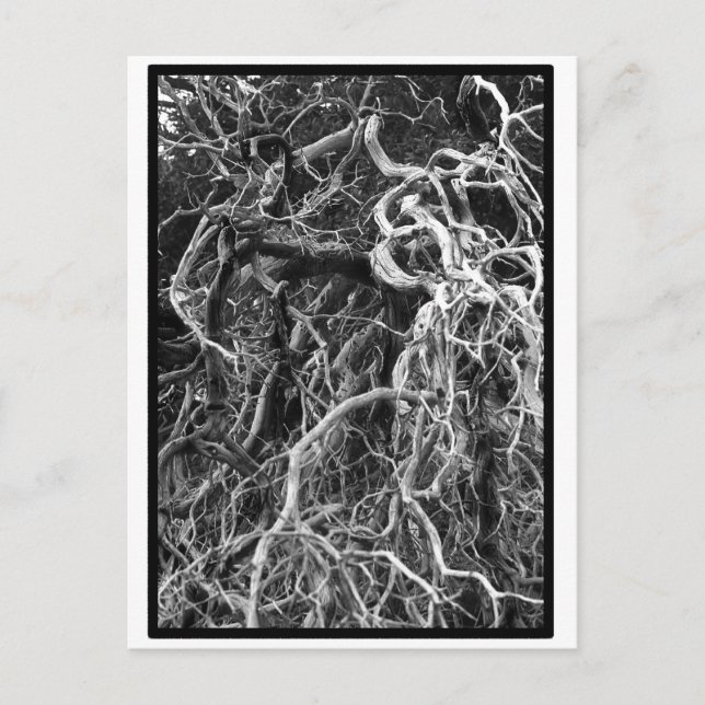 Postales desarraigadas (Anverso)