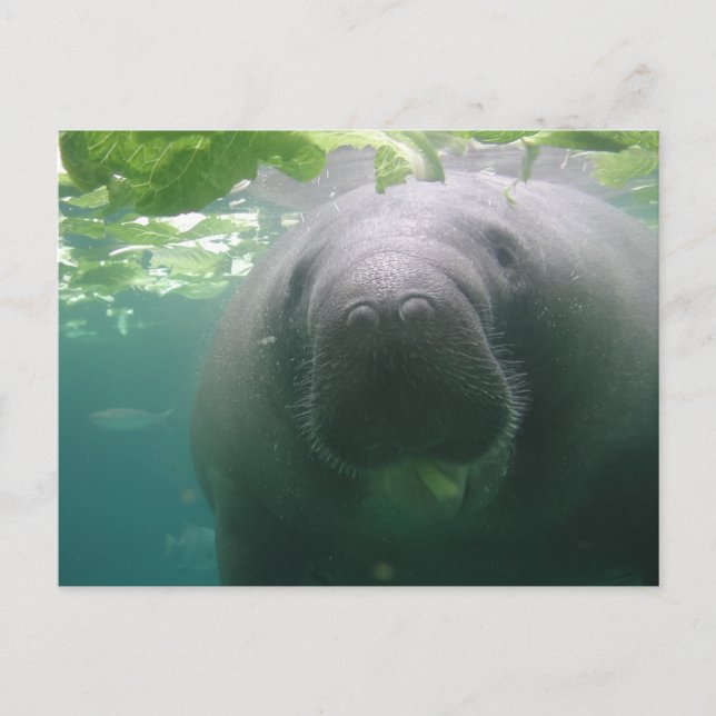 Postales descuidadas de Manatee (Anverso)
